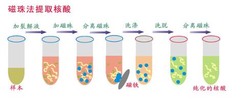 磁珠法核酸提取儀原理結(jié)構(gòu)