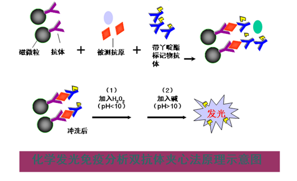 化學發(fā)光免疫分析儀檢測原理