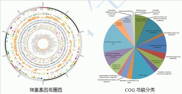 微生物全基因組重測(cè)序服務(wù)